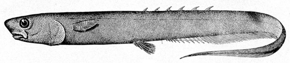 Notacanthus bonaparte_01.jpg